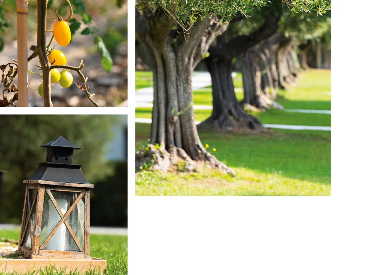 Crema Outdoor ShootingVE 12