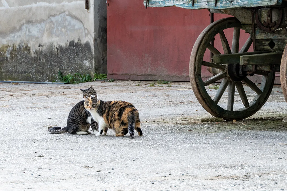 Vaoltre Shooting 004