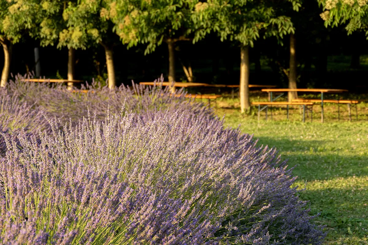 Vaoltre Shooting 007