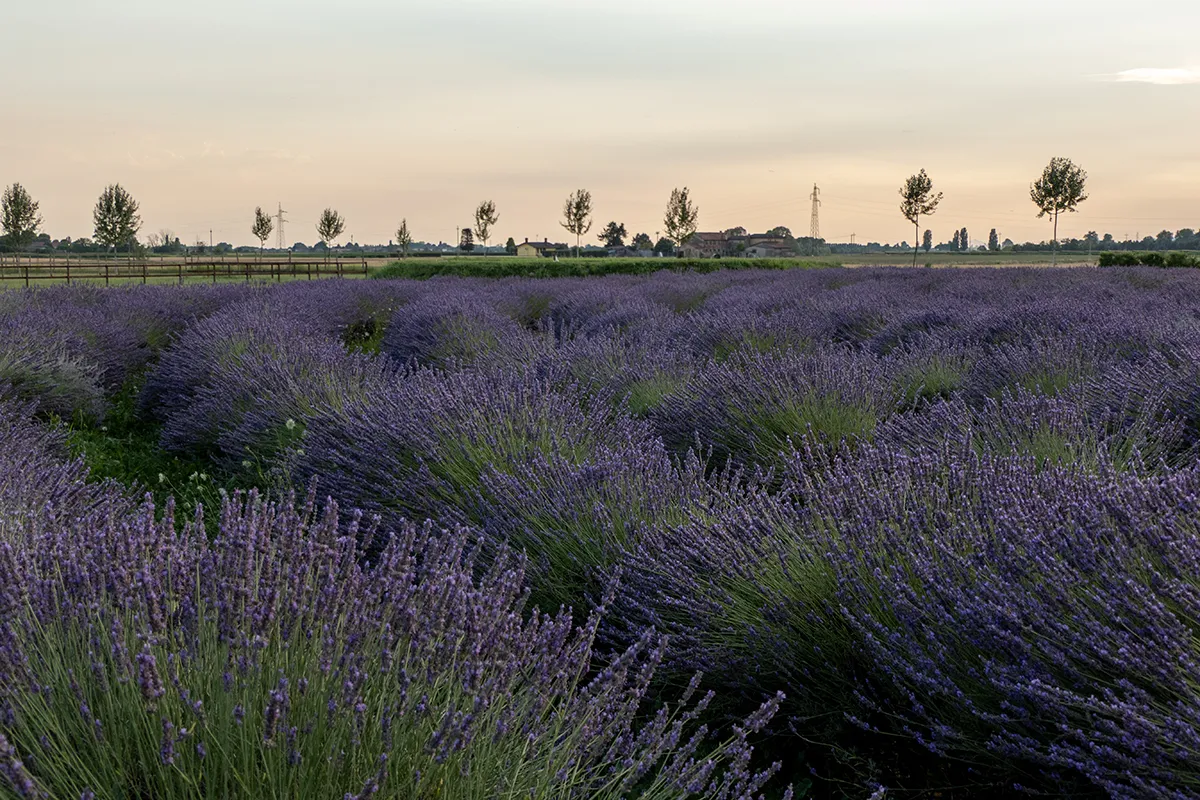 Vaoltre Shooting 009