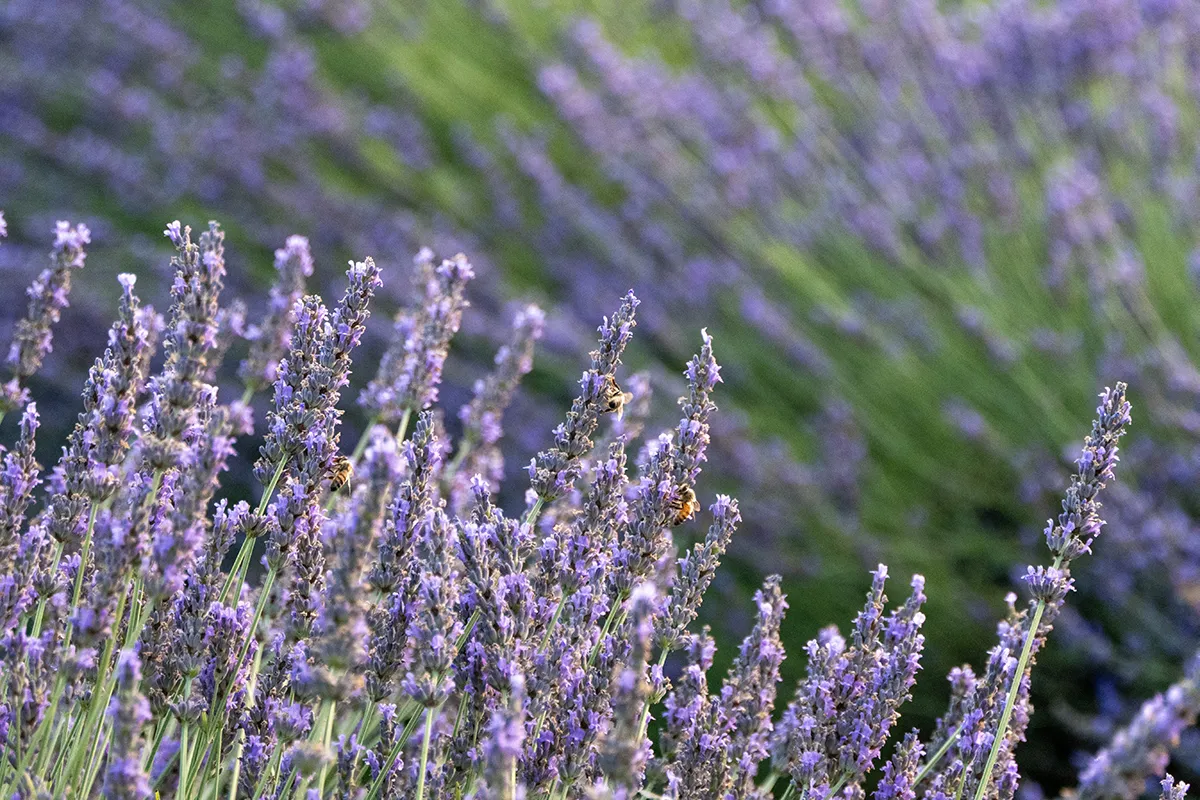 Vaoltre Shooting 010