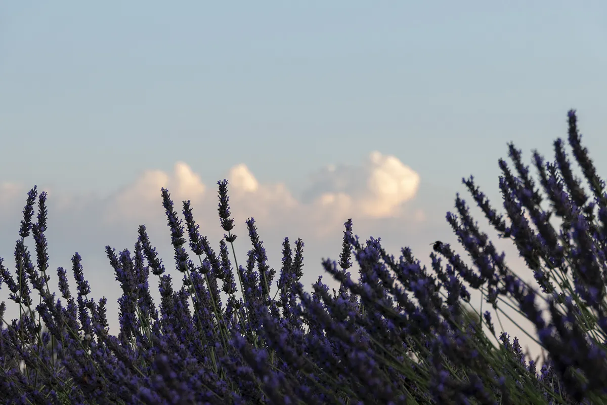 Vaoltre Shooting 012