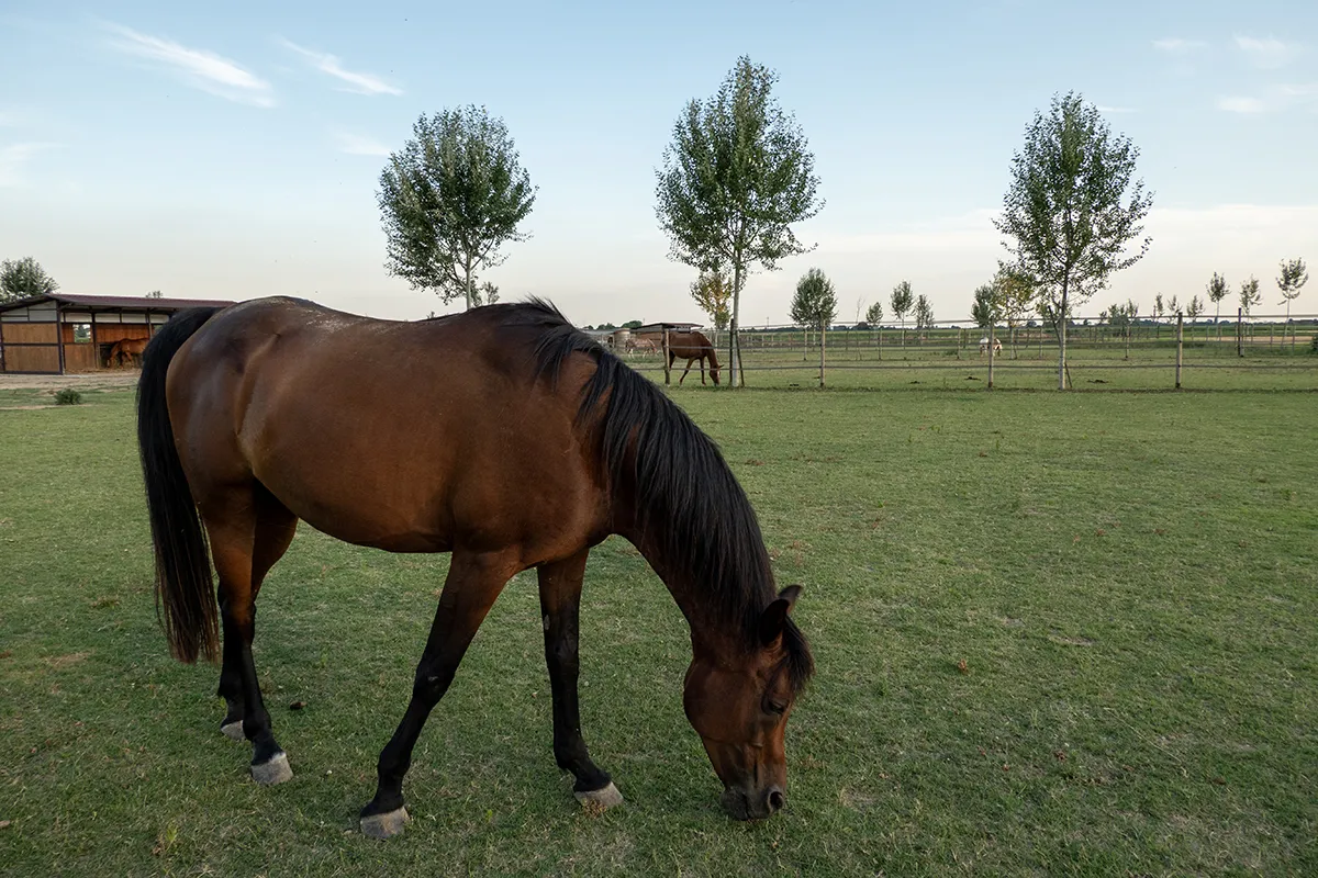 Vaoltre Shooting 015